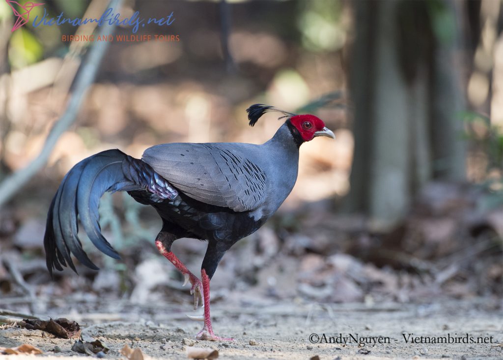 15-Days-for-Birds-Watching-and-Primates-Photography-Tour-in-Vietnam-19
