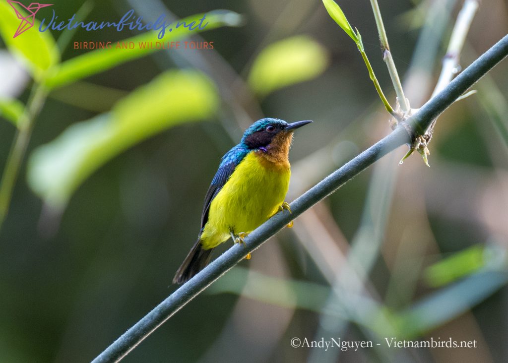 15-Days-for-Birds-Watching-and-Primates-Photography-Tour-in-Vietnam-21