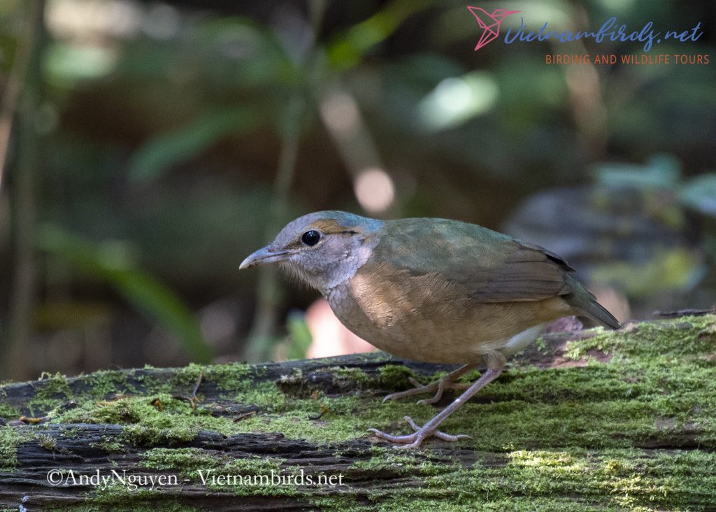 15-Days-for-Birds-Watching-and-Primates-Photography-Tour-in-Vietnam-22