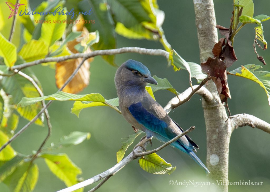 15-Days-for-Birds-Watching-and-Primates-Photography-Tour-in-Vietnam-23