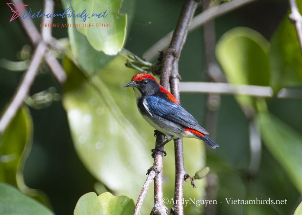 15-Days-for-Birds-Watching-and-Primates-Photography-Tour-in-Vietnam-26