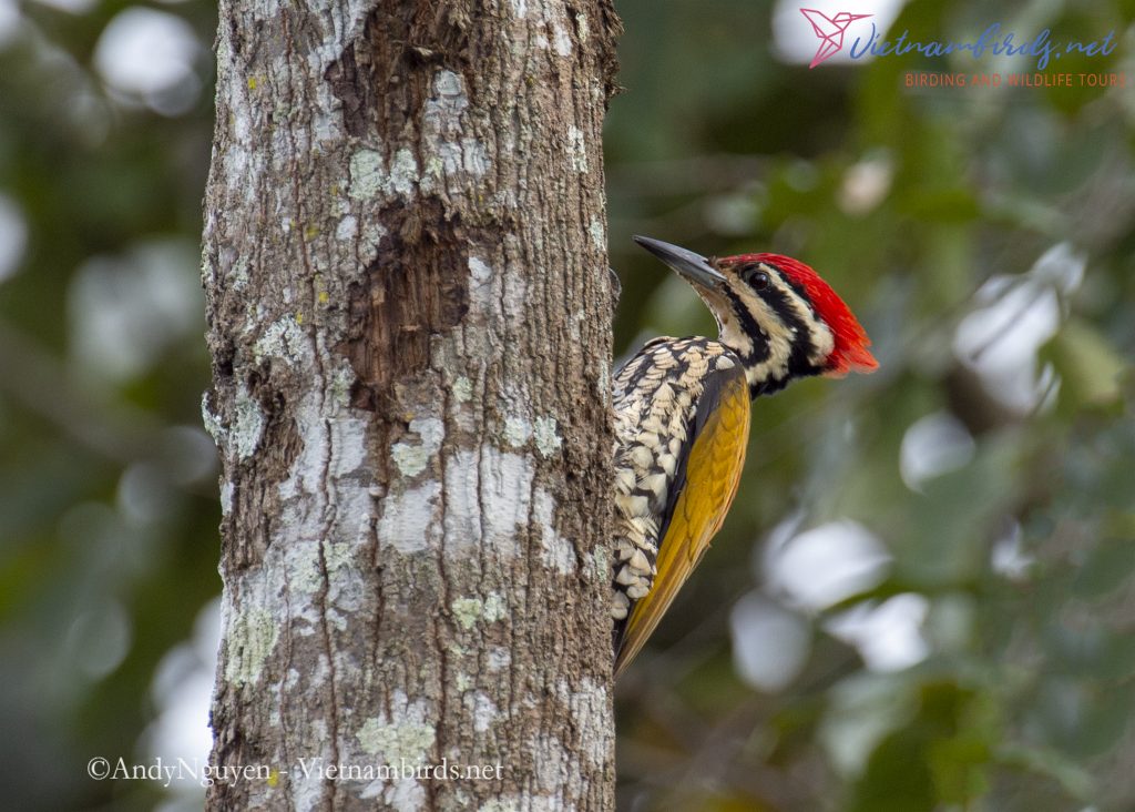 15-Days-for-Birds-Watching-and-Primates-Photography-Tour-in-Vietnam-27