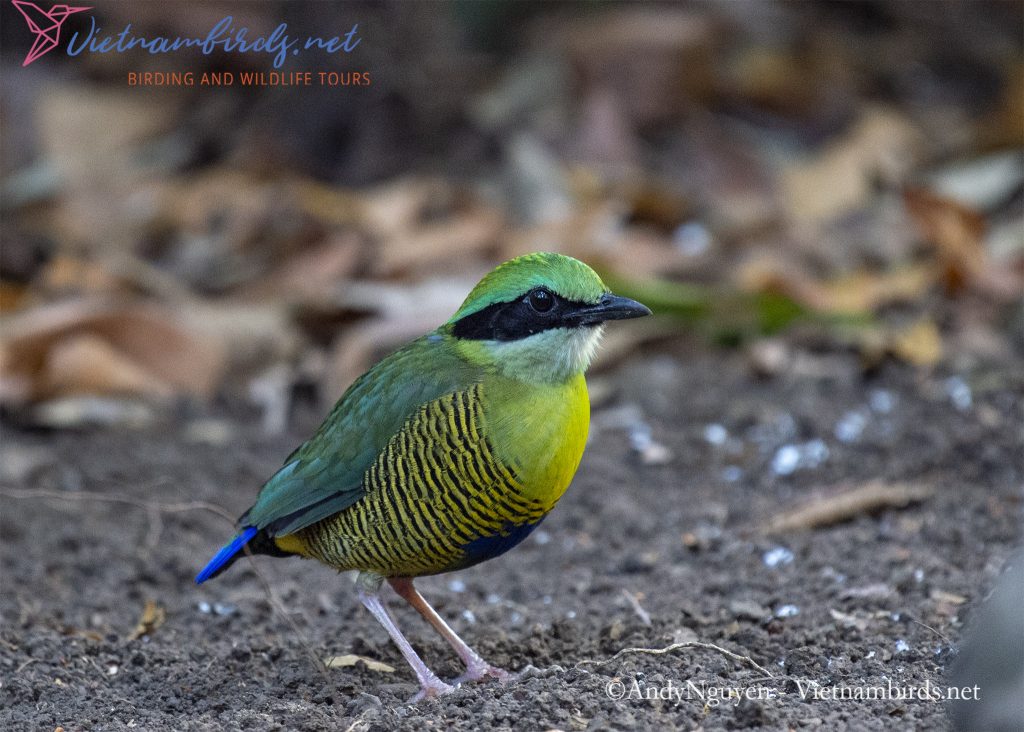 4-Days-for-Birding-and-Spotlighting-Tour-in-Cat-Tien-National-Park-10