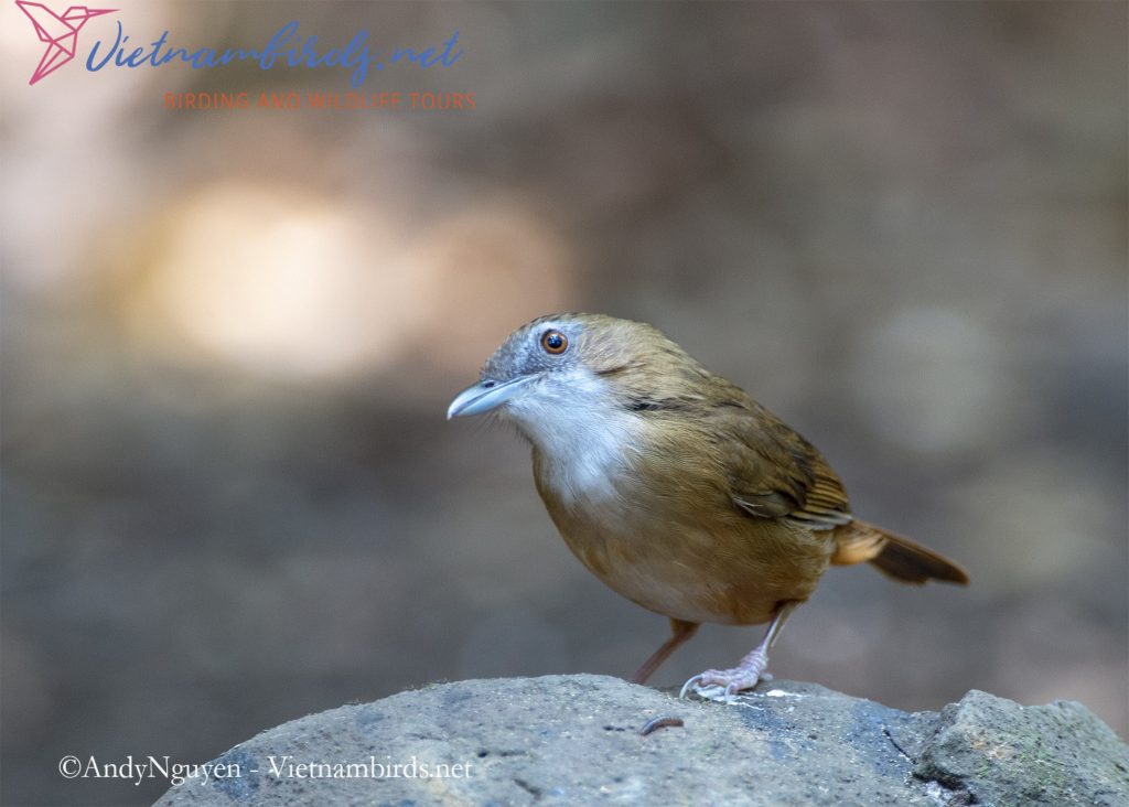 4-Days-for-Birding-and-Spotlighting-Tour-in-Cat-Tien-National-Park-11
