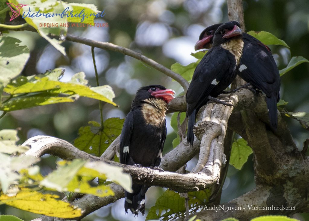 4-Days-for-Birding-and-Spotlighting-Tour-in-Cat-Tien-National-Park-12