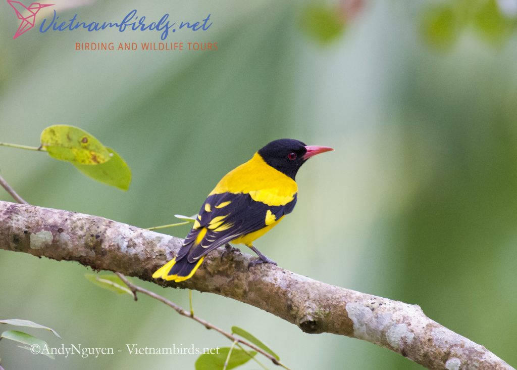 4-Days-for-Birding-and-Spotlighting-Tour-in-Cat-Tien-National-Park-13
