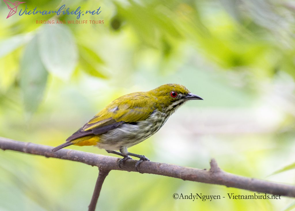 4-Days-for-Birding-and-Spotlighting-Tour-in-Cat-Tien-National-Park-14