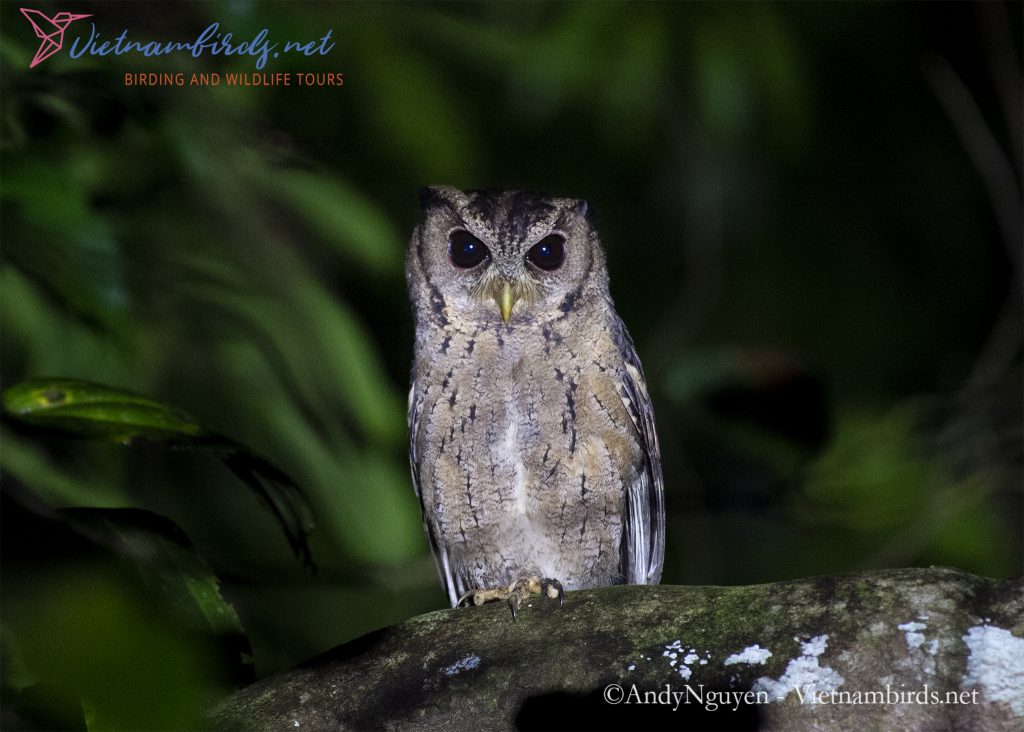 4-Days-for-Birding-and-Spotlighting-Tour-in-Cat-Tien-National-Park-19
