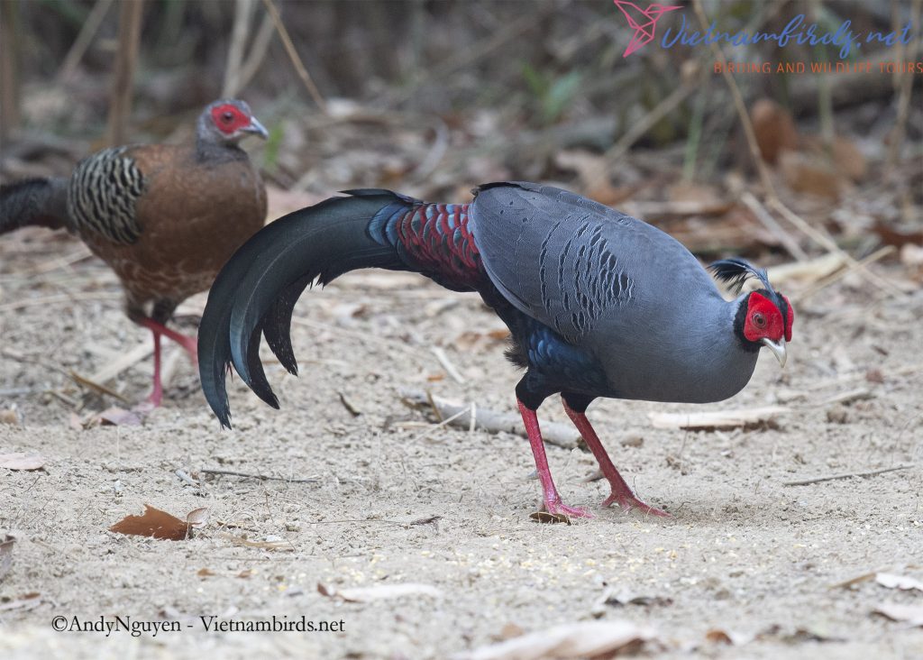 4-Days-for-Birding-and-Spotlighting-Tour-in-Cat-Tien-National-Park-9