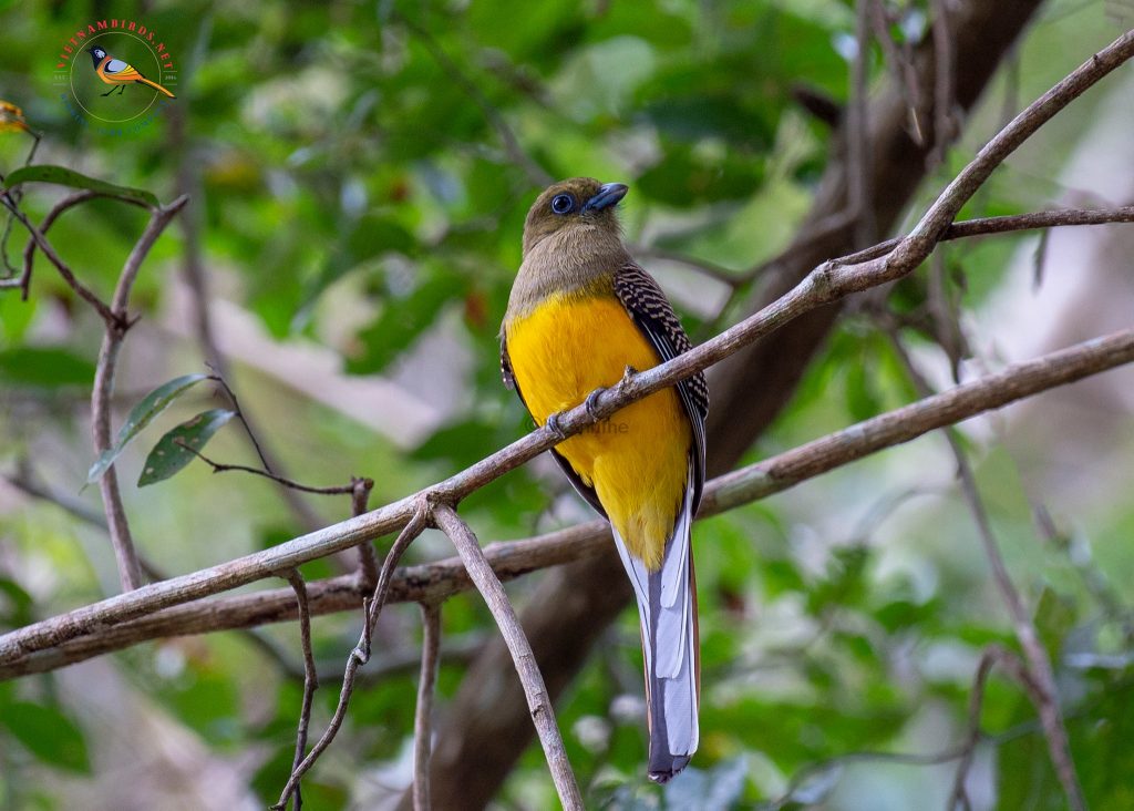 5-days-birds-photography-in-cat-tien-di-linh-10