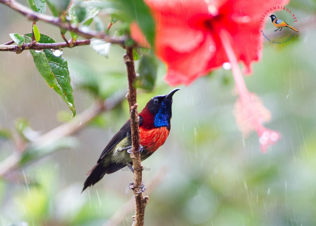5-days-birds-photography-in-cat-tien-di-linh-15
