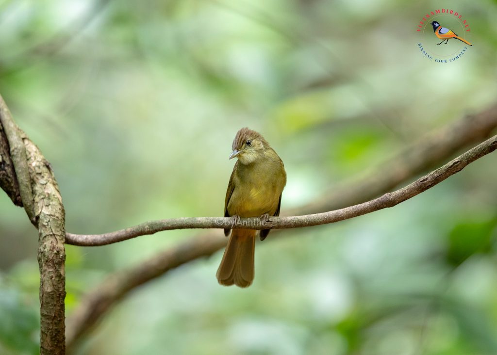 5-days-birds-photography-in-cat-tien-di-linh-16