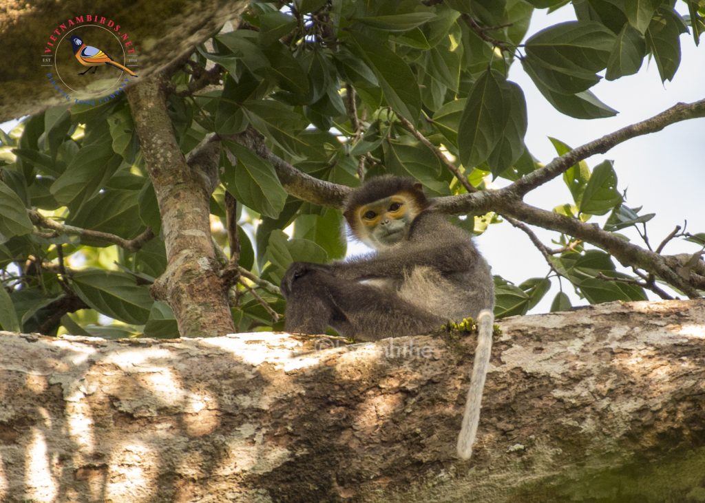8-days-primates-photography-tour-in-south-vietnam