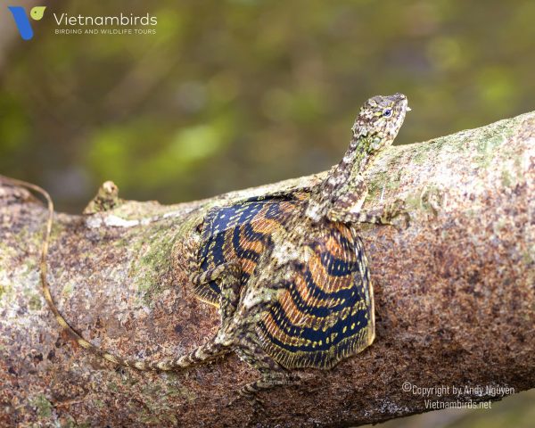 9 Days Herping Tour in Southern Vietnam