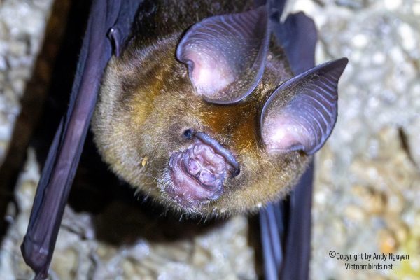 9 Days Herping Tour in Southern Vietnam