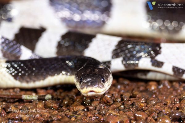 9 Days Herping Tour in Southern Vietnam