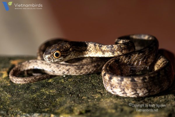 9 Days Herping Tour in Southern Vietnam