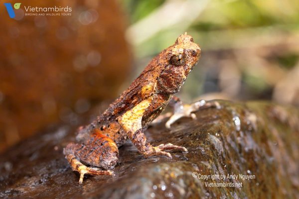 9 Days Herping Tour in Southern Vietnam