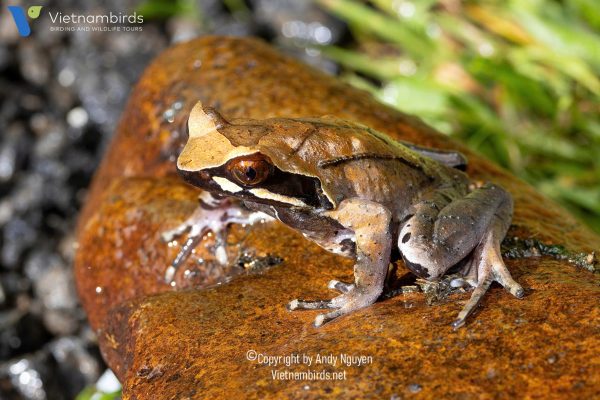 9 Days Herping Tour in Southern Vietnam