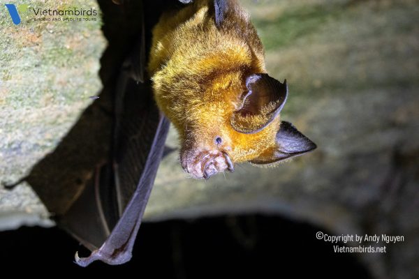 9 Days Herping Tour in Southern Vietnam