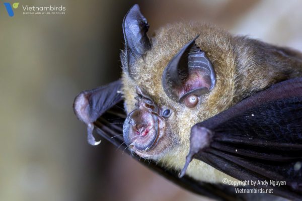 9 Days Herping Tour in Southern Vietnam
