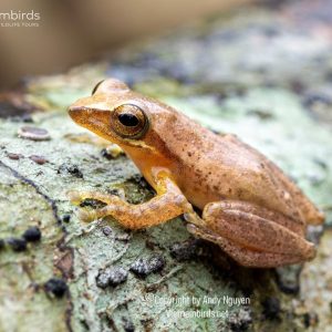 9 Days Herping Tour in Southern Vietnam