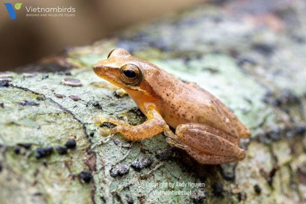 9 Days Herping Tour in Southern Vietnam