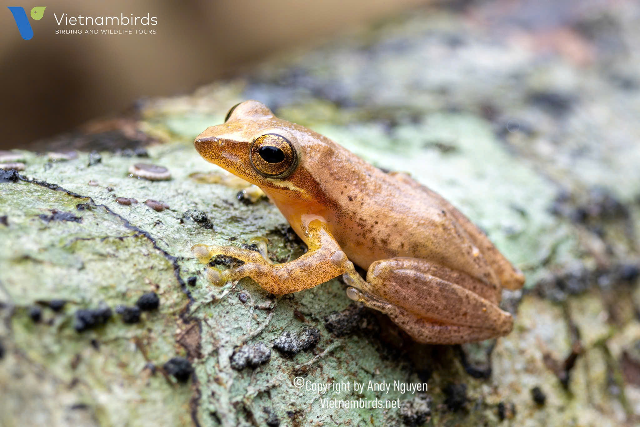 9 Days Herping Tour in Southern Vietnam