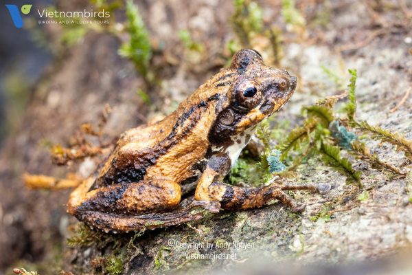 9 Days Herping Tour in Southern Vietnam
