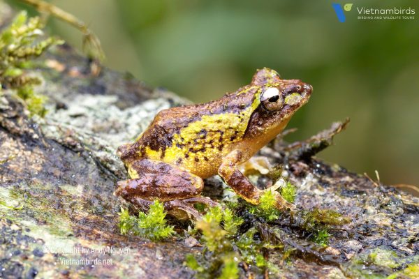 9 Days Herping Tour in Southern Vietnam