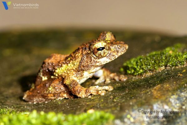9 Days Herping Tour in Southern Vietnam