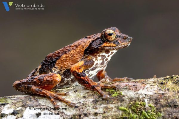 9 Days Herping Tour in Southern Vietnam