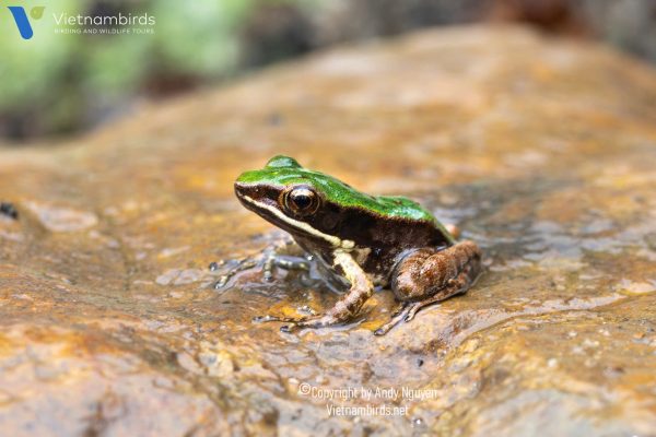 9 Days Herping Tour in Southern Vietnam