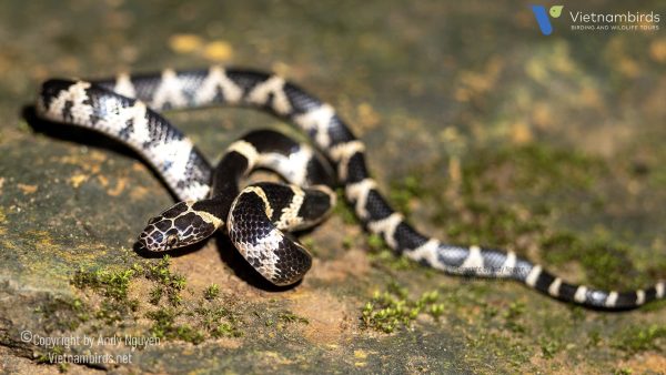 9 Days Herping Tour in Southern Vietnam