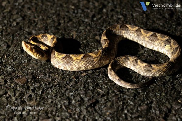 9 Days Herping Tour in Southern Vietnam
