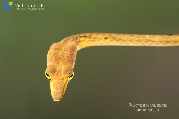 9 Days Herping Tour in Southern Vietnam