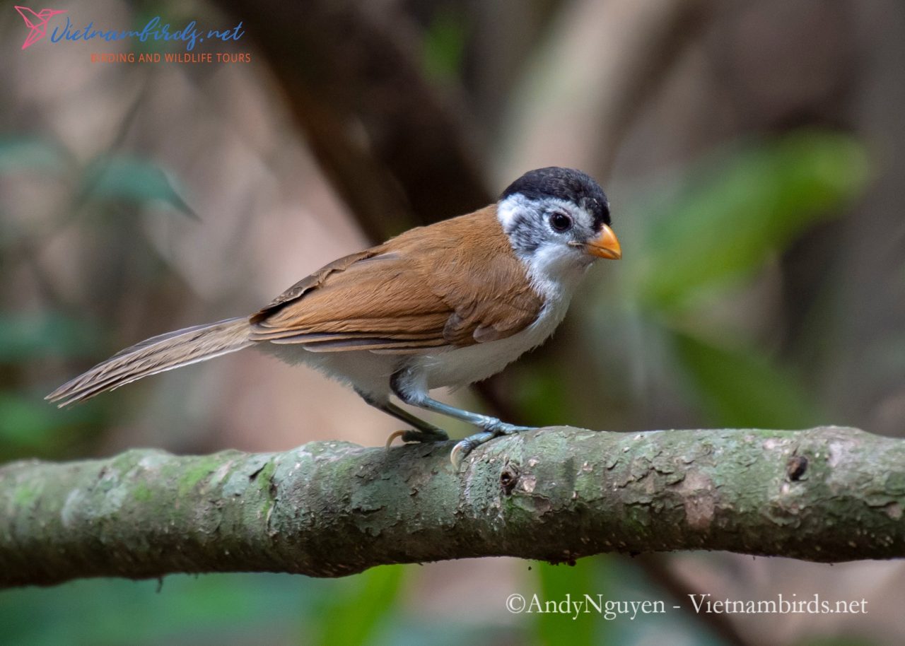 Black headed Parrotbill