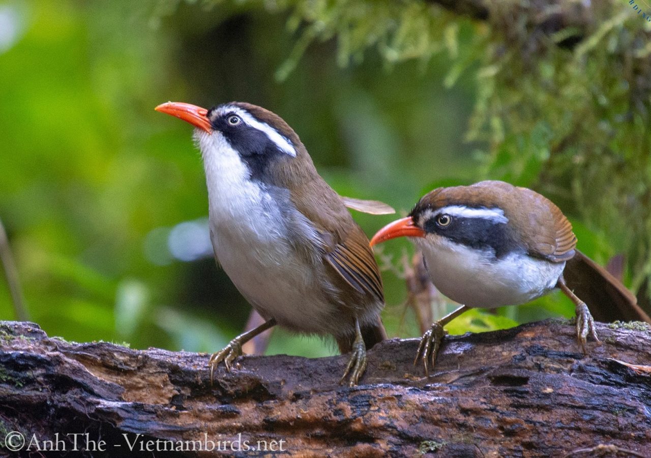 Brown crowned Scimitar Babbler