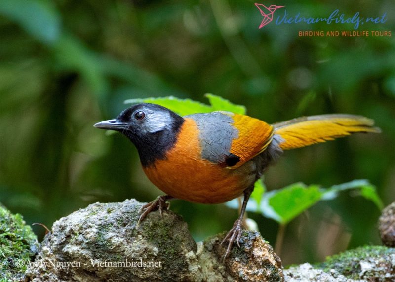 COLLARED LAUGHINGTHRUSH IN BIDOUP NUIBA NATIONAL PARK