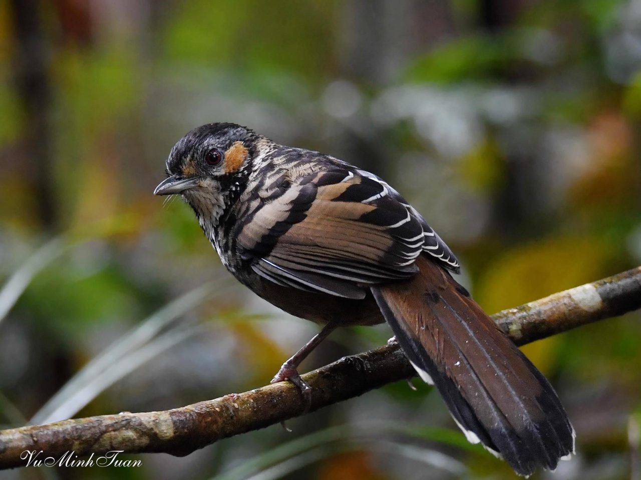 Chestnut-eared Laughingthrush