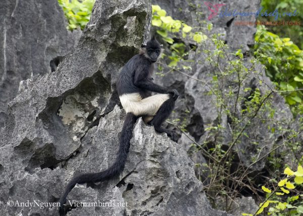 Delacour's langur