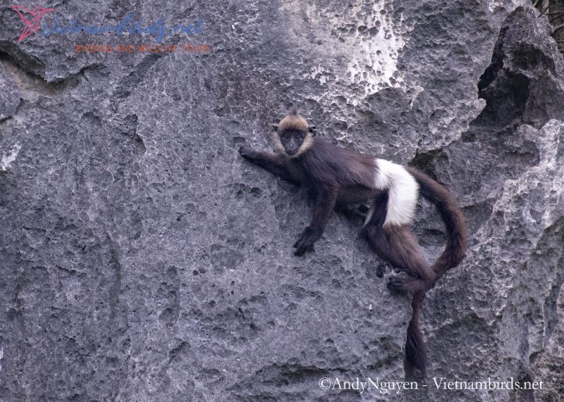 Delacour’s Langur