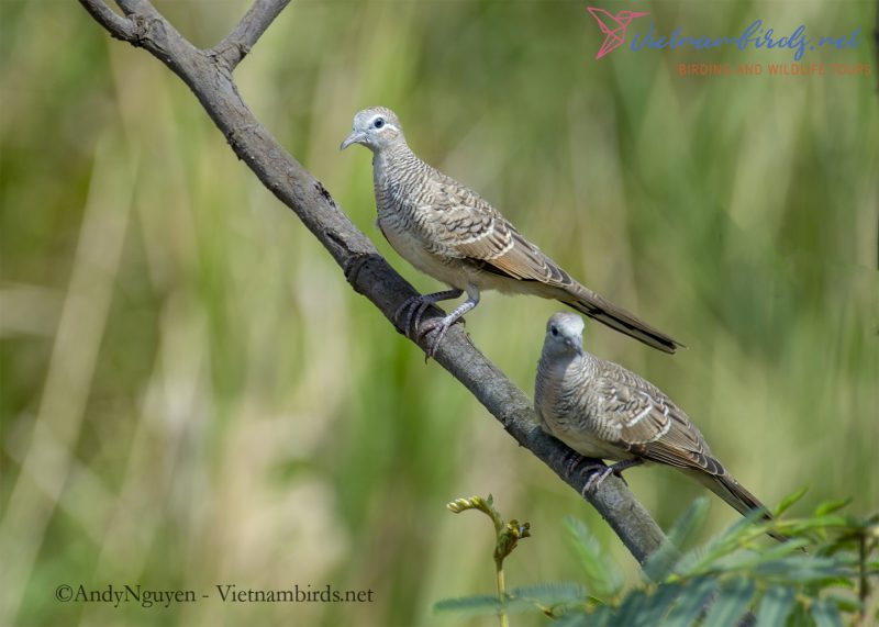12 Days for Birds Watching and Birds Photography in The Southern and Central Highland of Vietnam