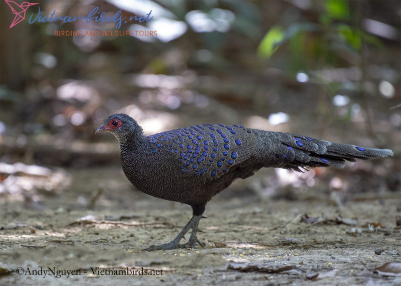 Germain's Peacock pheasant