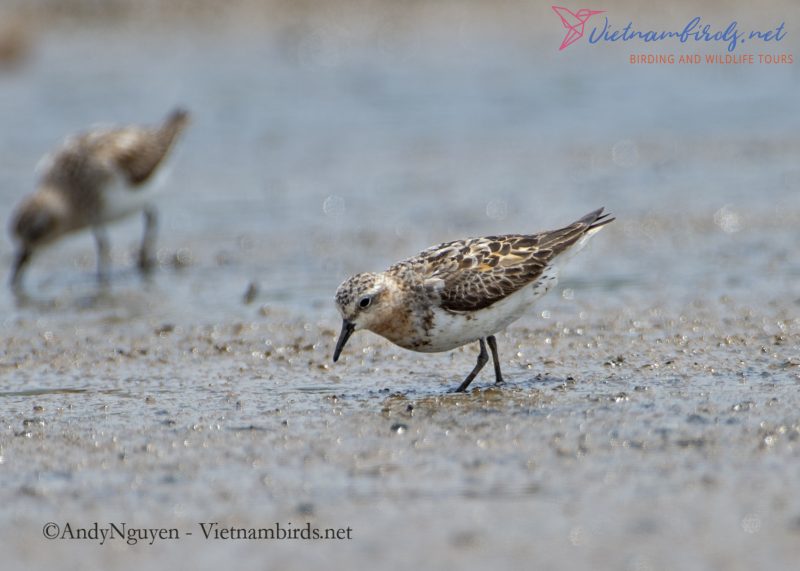 Code of Birding Ethics in Vietnam Teritory