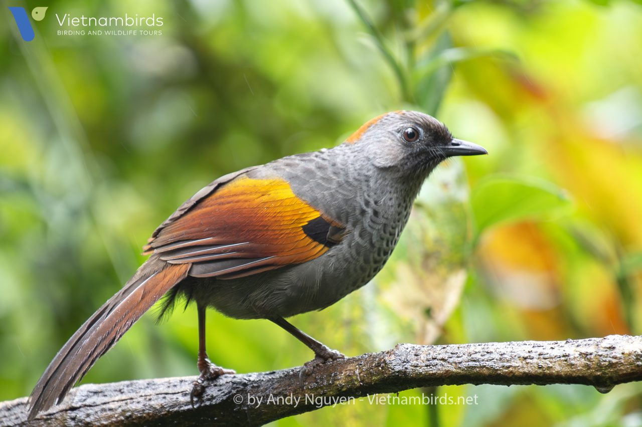 Golden winged laughingthrush