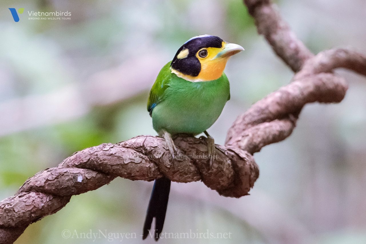 Long tailed Broadbill