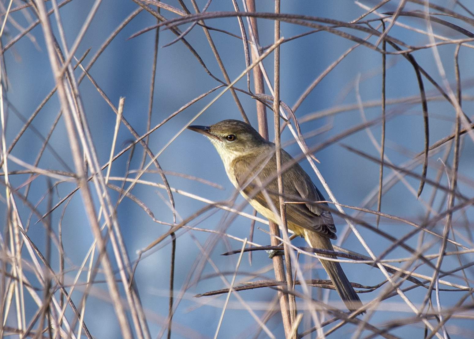 Oriental reed-warbler