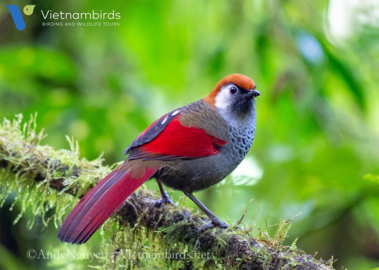 Red tailed Laughingthrush