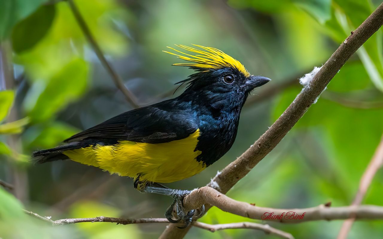 Sultan tit